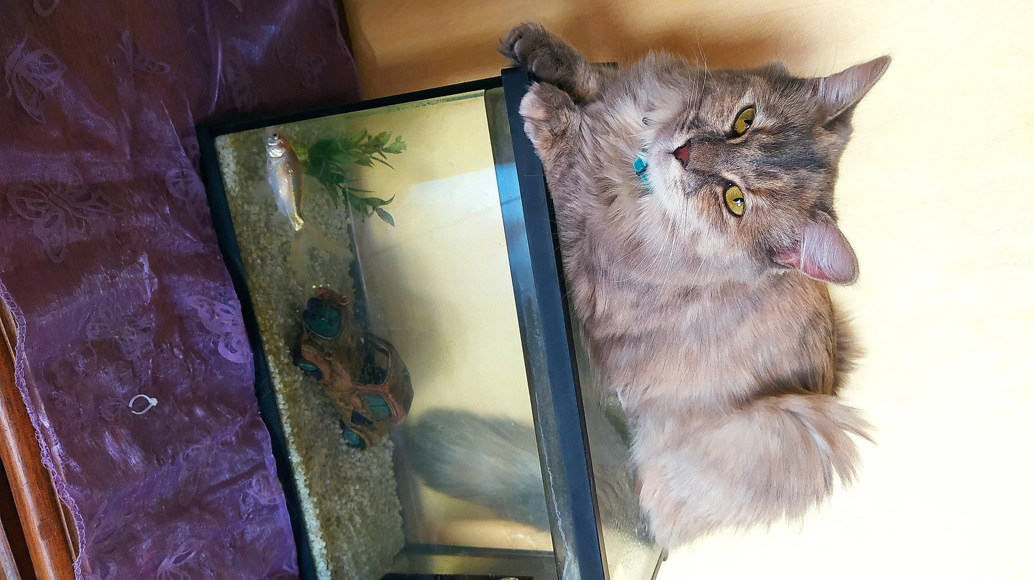 Dinah participe au concours pour gagner de l'argent avec cette photo : box, carnivore, cat, claw, display_device, domestic_short_haired_cat, felidae, flat_panel_display, fur, paw, picture_frame, rectangle, room, small_to_medium_sized_cats, snout, tail, visual_arts, whiskers