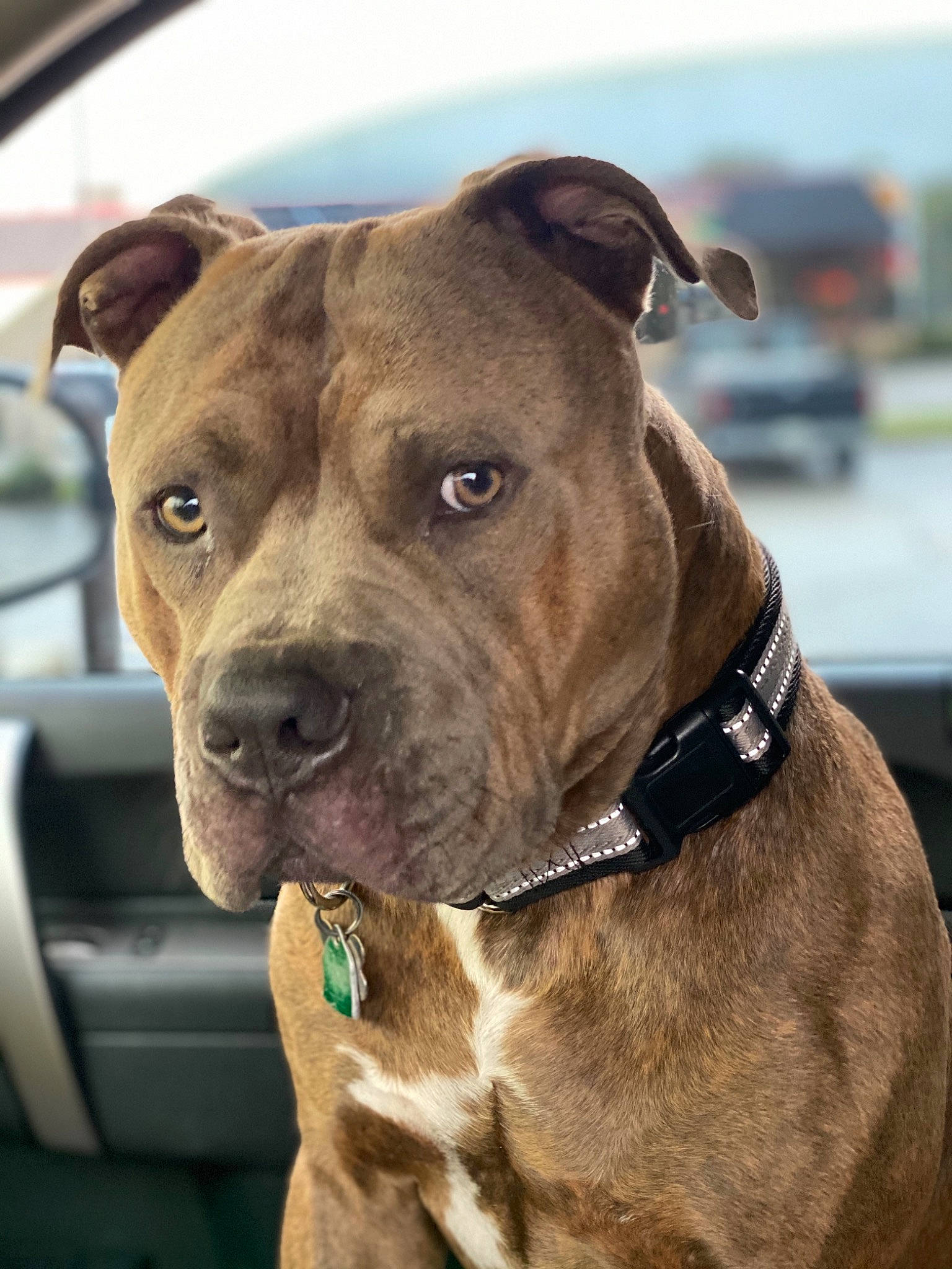 Titus joined the competition — help win amazing prizes! alano_espanol, alaunt, american_pit_bull_terrier, american_staffordshire_terrier, bandog, canidae, carnivore, dog, dog_breed, fawn, mammal, molosser, non_sporting_group, perro_de_presa_canario, pit_bull, rare_breed_dog, snout, sporting_group, staffordshire_bull_terrier, vertebrate