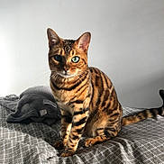 Sacha participe au concours pour gagner de l'argent avec cette photo : animal, bed, bengal_cat, blanket, calm, cat, cozy, domestic_animal, ears, feline, green_eyes, indoor, looking_at_camera, natural_light, patterned_bedspread, pet, sitting, striped_fur, tail, whiskers