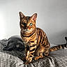 animal, bed, bengal_cat, blanket, calm, cat, cozy, domestic_animal, ears, feline, green_eyes, indoor, looking_at_camera, natural_light, patterned_bedspread, pet, sitting, striped_fur, tail, whiskers