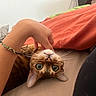 Sacha a rejoint le concours — aidez-le/la à gagner de superbes lots ! animal, bed, blanket, cat, close_up, companion, cozy, curious_eyes, cute, domestic_animal, feline, fur, hand, indoor, pet, relaxing, resting, scratching, upside_down, whiskers