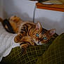 bengal_cat, cat, pet, indoor, feline, blue_eyes, relaxed, cushion, green_cushion, fur_pattern, whiskers, close_up, animal, cute, mammal, resting, looking_at_camera, cozy, home, domestic_cat