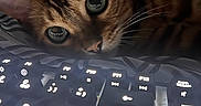 Sacha participe au concours pour gagner de l'argent avec cette photo : animal, bed, black_keyboard, blanket, cat, close_up, cozy, curious, domestic_cat, ears, feline, glowing_keys, indoor, keyboard, pet, soft_lighting, striped_fur, technology, whiskers, wide_eyes