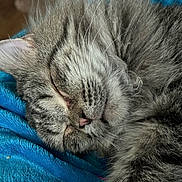Flint is registered to the contest to win money with this photo: animal, blanket, blue, cat, close_up, cozy, cute, domestic_cat, face, fur, furry, gray_tabby, indoor, nap, peaceful, pet, resting, sleeping, soft, whiskers