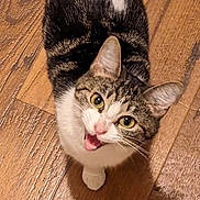 Mazy is registered to the contest to win money with this photo: cat, tabby, pet, animal, indoor, wooden_floor, looking_up, fur, whiskers, ears, eyes, white_paws, curious, meowing, domestic_cat, cute, feline, mammal, close_up, floor