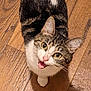 cat, tabby, pet, animal, indoor, wooden_floor, looking_up, fur, whiskers, ears, eyes, white_paws, curious, meowing, domestic_cat, cute, feline, mammal, close_up, floor