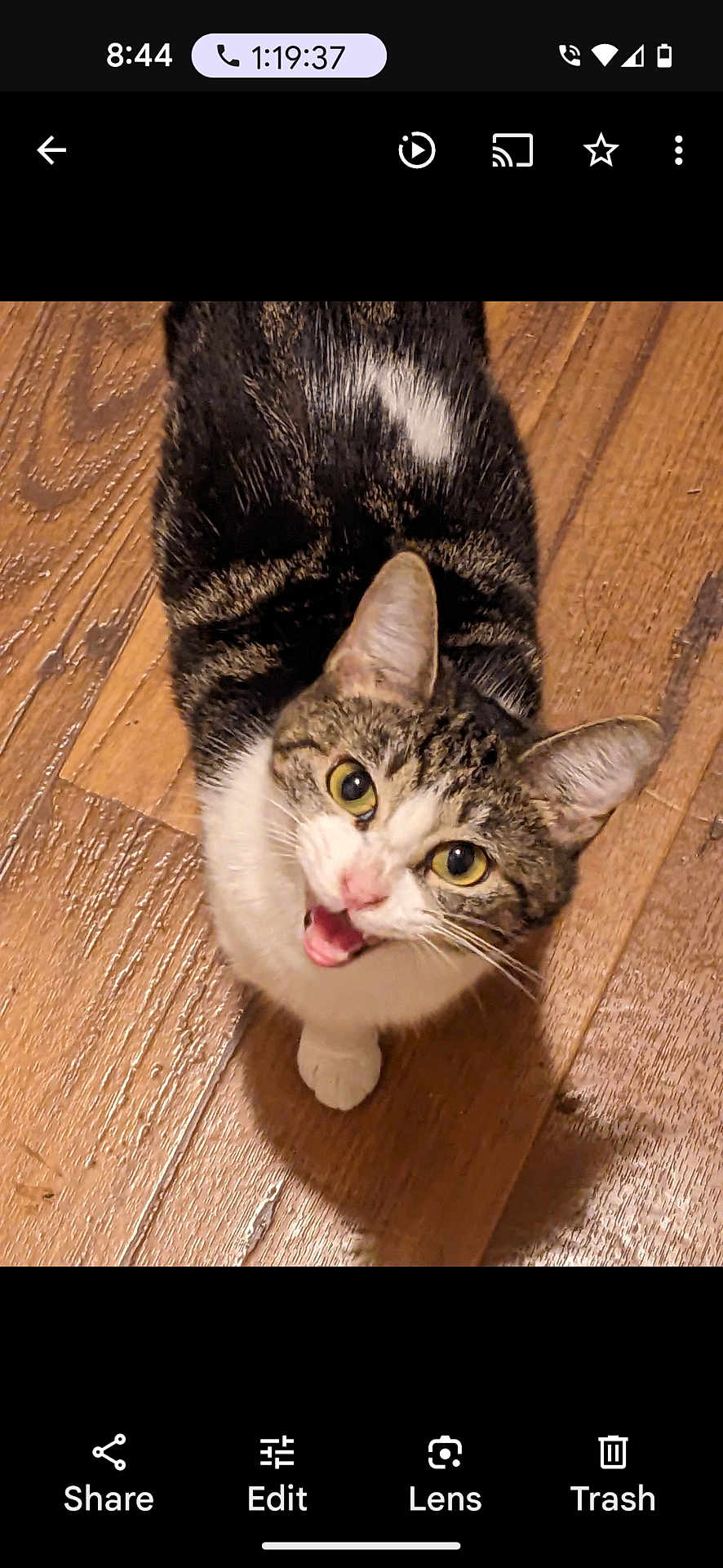 Mazy is registered to the contest to win money with this photo: cat, tabby, pet, animal, indoor, wooden_floor, looking_up, fur, whiskers, ears, eyes, white_paws, curious, meowing, domestic_cat, cute, feline, mammal, close_up, floor
