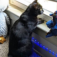 Suki is registered to the contest to win money with this photo: animal, black_cat, carpet, cat, cozy, curtain, daylight, decor, domestic, fur, indoor, knitted_blanket, led_lights, looking_out, pet, plush_dragon, quiet, side_view, window, windowsill