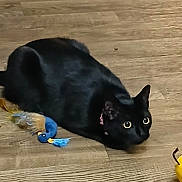 Suki is registered to the contest to win money with this photo: alert, animal, black_cat, cat, close_up, collar, crouching, domestic_cat, eyes, feather_toy, feline, floor, fur, indoor, pet, playful, pounce, toy, whiskers, wooden_floor