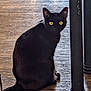 Suki is registered to the contest to win money with this photo: alert, animal, black_cat, cat, curious, cute, domestic_cat, feline, flooring, home, indoor, looking, mammal, metal_leg, pet, quiet, shadow, sitting, wooden_floor, yellow_eyes