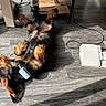 dog, indoor, wooden_floor, foot_pedal, sunlight, furniture, collar, relaxed, brown_fur, black_fur, pet, flooring, domestic_animal, lying_down, paw, shadow, wood_texture, cord, resting, casual