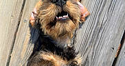 Bagus a rejoint le concours — aidez-le/la à gagner de superbes lots ! dog, pet, wooden_deck, sunlight, outdoor, happy, relaxed, fur, canine, smiling, paw, animal, playful, tongue, teeth, ears, close_up, summer, nature, companion