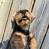 dog, pet, wooden_deck, sunlight, outdoor, happy, relaxed, fur, canine, smiling, paw, animal, playful, tongue, teeth, ears, close_up, summer, nature, companion