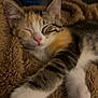 kitten, cat, sleeping, paws, fur, cozy, blanket, cute, pets, animal, domestic_cat, whiskers, relaxing, closeup, indoors, soft, resting, calm, young, mammal