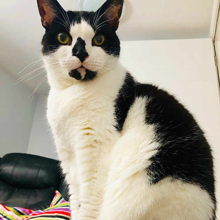 Boy joined the competition — help win amazing prizes! aegean_cat, american_wirehair, asian, black_and_white, carnivore, cat, domestic_short_haired_cat, felidae, japanese_bobtail, mammal, polydactyl_cat, small_to_medium_sized_cats, tail, vertebrate, whiskers