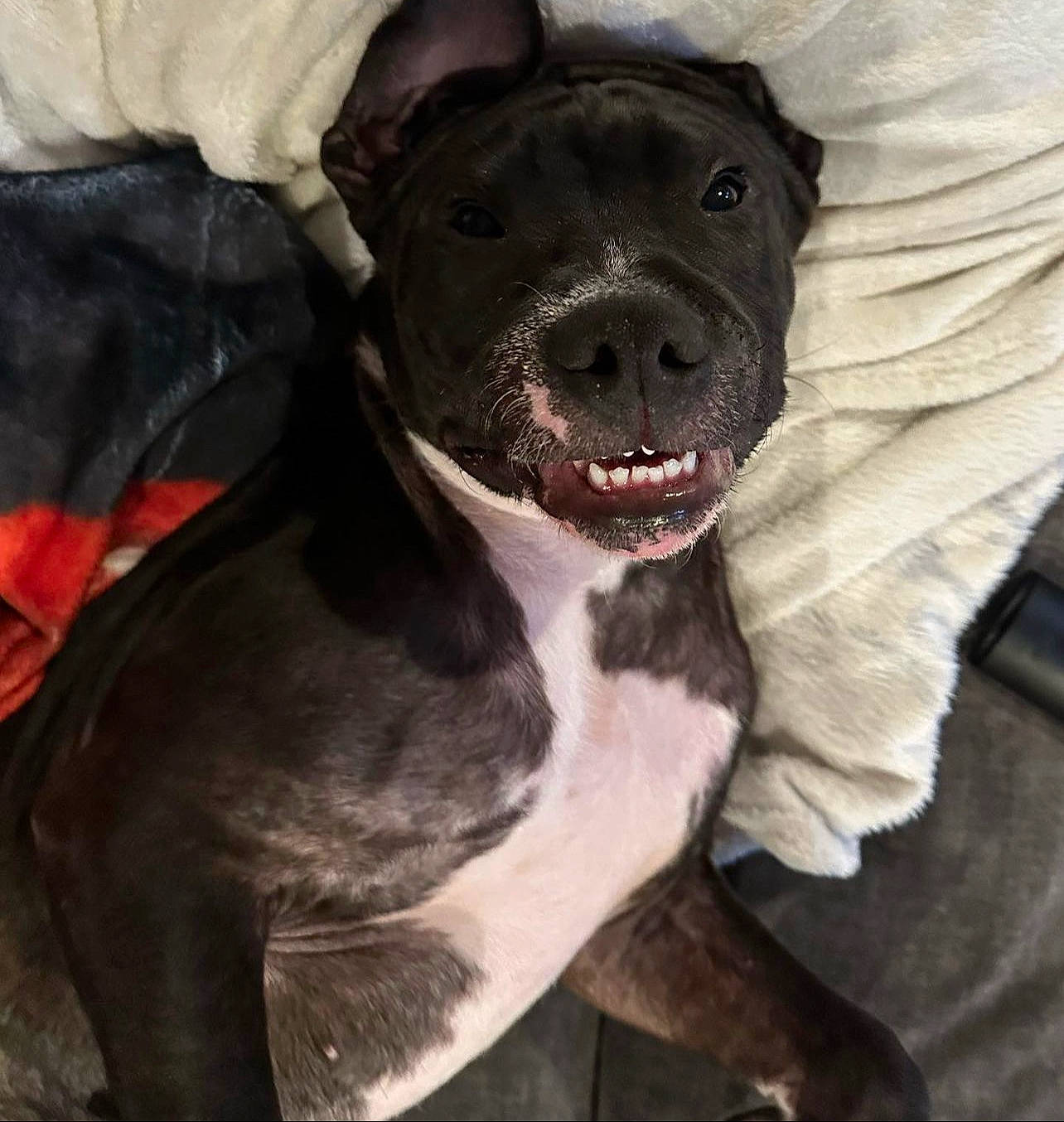 Rocky joined the competition — help win amazing prizes! borador, canidae, carnivore, collar, comfort, companion_dog, dog, dog_breed, dog_collar, ear, fawn, fur, liver, non_sporting_group, pet_supply, snout, sporting_group, terrestrial_animal, whiskers, working_animal