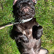 Olive is registered to the contest to win money with this photo: dog, pug, black_dog, grass, outdoor, pet, leash, lying_down, playful, cute, animal, canine, summer, sunlight, mammal, collar, funny_face, relaxed, nature, domestic_animal