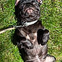 dog, pug, black_dog, grass, outdoor, pet, leash, lying_down, playful, cute, animal, canine, summer, sunlight, mammal, collar, funny_face, relaxed, nature, domestic_animal