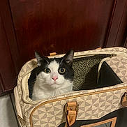 Stitch joined the competition — help win amazing prizes! cat, pet_carrier, black_and_white, animal, indoor, floor_tile, wooden_door, curious, wide_eyes, pink_nose, cat_face, pet, carrier_bag, leather_handle, patterned_bag, cozy, sitting, looking, fur, domestic_cat