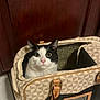 cat, pet_carrier, black_and_white, animal, indoor, floor_tile, wooden_door, curious, wide_eyes, pink_nose, cat_face, pet, carrier_bag, leather_handle, patterned_bag, cozy, sitting, looking, fur, domestic_cat