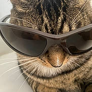Rosalia joined the competition — help win amazing prizes! cat, tabby, sunglasses, close_up, pet, animal, whiskers, fur, face, cute, indoor, fashion, accessory, cool, muzzle, nose, portrait, relaxed, feline, eyewear