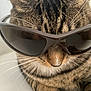 cat, tabby, sunglasses, close_up, pet, animal, whiskers, fur, face, cute, indoor, fashion, accessory, cool, muzzle, nose, portrait, relaxed, feline, eyewear