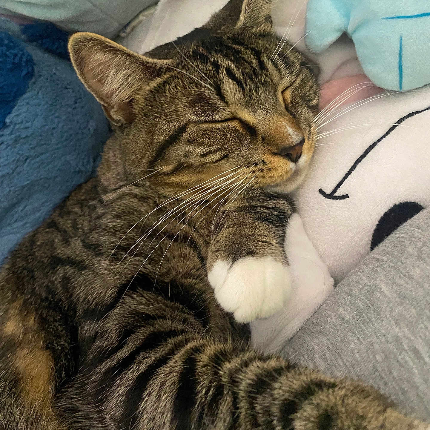 Rosalia joined the competition — help win amazing prizes! blanket, cat, close_up, cozy, cute, feline, fur, indoor, nap, paw, pet, plush_toy, resting, sleeping, soft, striped, stuffed_animal, tabby, whiskers, white_paw