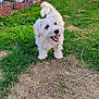 Chase is registered to the contest to win money with this photo: dog, white_dog, grass, yard, outdoor, happy, pet, animal, fur, tongue, tail, playful, nature, smiling, cute, small_dog, sunlight, daytime, garden, canine