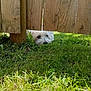 Chase is registered to the contest to win money with this photo: animal, canine, close_up, curious, daylight, dog, fence_gap, grass, greenery, mischievous, nature, outdoor, peeking, pet, playful, quiet, resting, summer, white_dog, wooden_fence