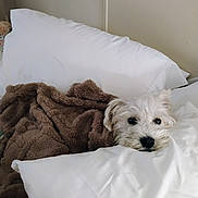 Chase joined the competition — help win amazing prizes! dog, white_dog, blanket, bed, pillow, cozy, indoor, cute, pet, fur, sleepy, resting, comfort, animal, small_dog, domestic, relax, soft, fluffy, face