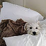 dog, white_dog, blanket, bed, pillow, cozy, indoor, cute, pet, fur, sleepy, resting, comfort, animal, small_dog, domestic, relax, soft, fluffy, face