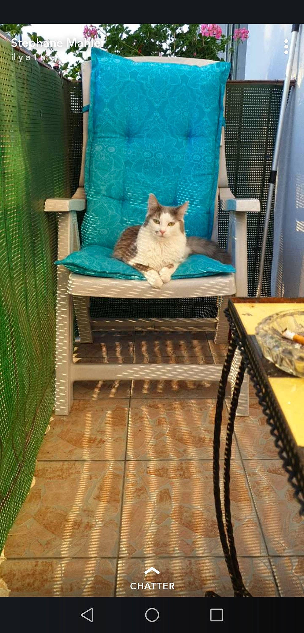 Osiris participe au concours pour gagner de l'argent avec cette photo : blue, carnivore, cat, chair, comfort, curtain, fawn, felidae, floor, flooring, hardwood, interior_design, linens, pattern, small_to_medium_sized_cats, stairs, tail, whiskers, wood, wood_stain