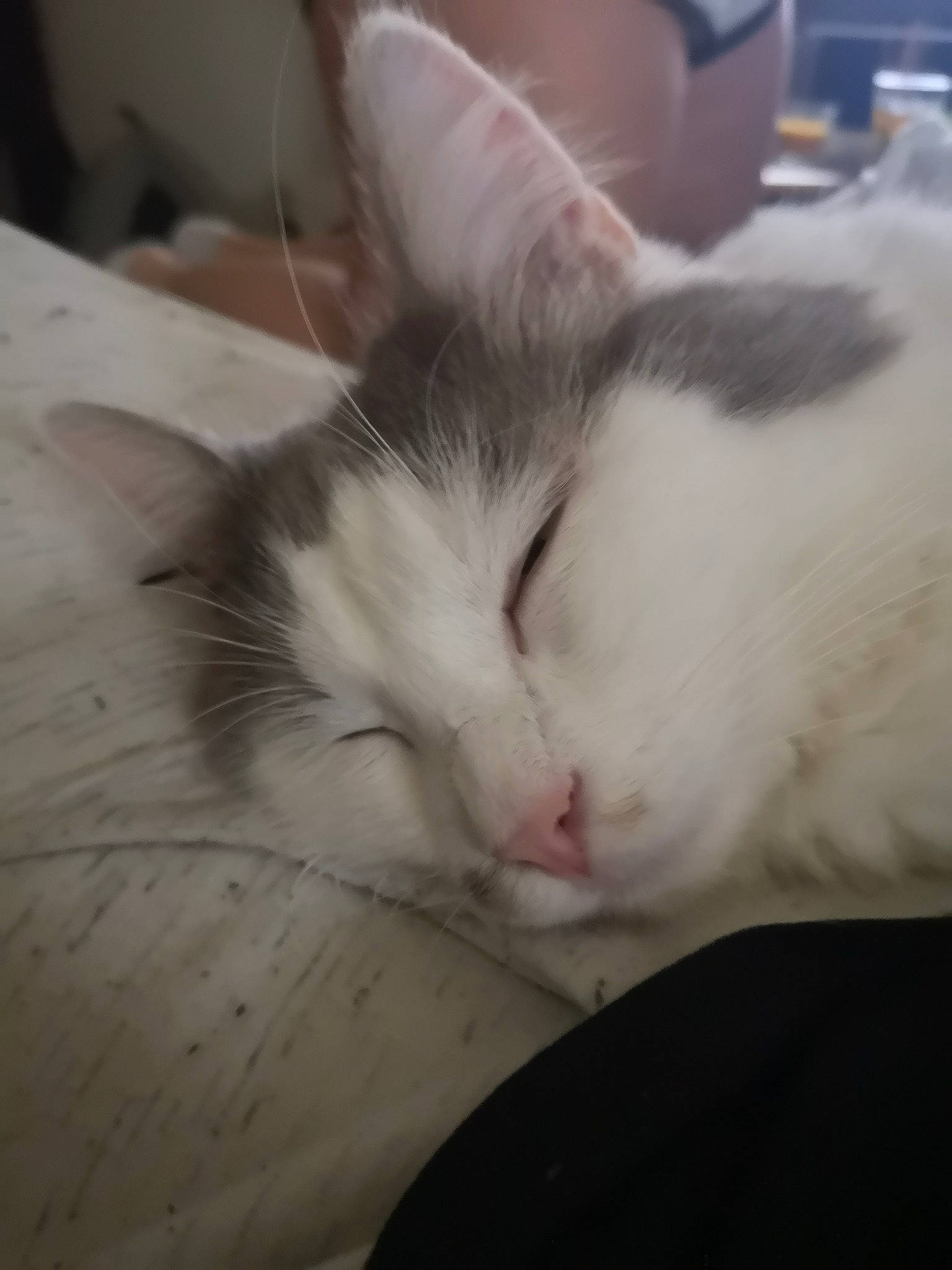 Osiris participe au concours pour gagner de l'argent avec cette photo : carnivore, cat, claw, cloud, comfort, domestic_short_haired_cat, felidae, flooring, fur, hardwood, nap, paw, sleep, small_to_medium_sized_cats, tail, whiskers