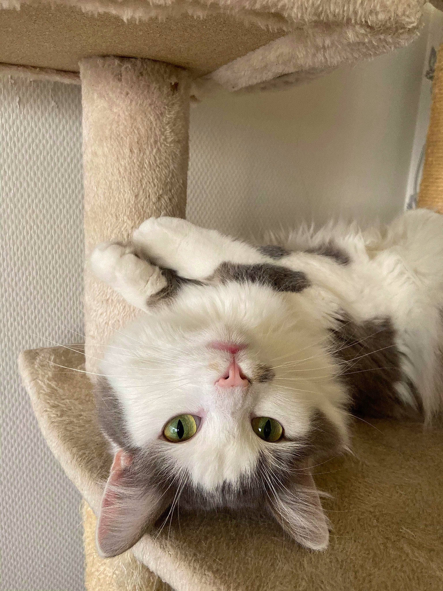 Osiris a rejoint le concours — aidez-le/la à gagner de superbes lots ! carnivore, cat, claw, domestic_short_haired_cat, eye, felidae, fur, paw, plant, small_to_medium_sized_cats, snout, tail, whiskers