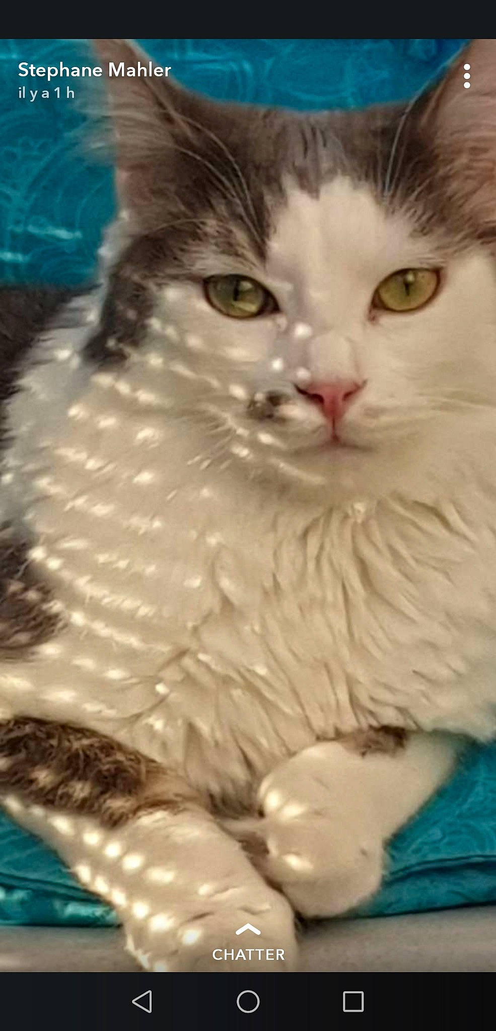 Osiris participe au concours pour gagner de l'argent avec cette photo : aegean_cat, american_curl, american_wirehair, asian_semi_longhair, british_longhair, british_semi_longhair, carnivore, cat, domestic_long_haired_cat, eye, felidae, kitten, mammal, norwegian_forest_cat, persian, ragamuffin, siberian, small_to_medium_sized_cats, vertebrate, whiskers