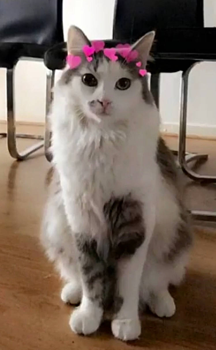 Osiris participe au concours pour gagner de l'argent avec cette photo : aegean_cat, american_curl, asian, carnivore, cat, domestic_long_haired_cat, domestic_short_haired_cat, eye, felidae, fur, kitten, mammal, norwegian_forest_cat, paw, polydactyl_cat, small_to_medium_sized_cats, snapshot, snout, vertebrate, whiskers