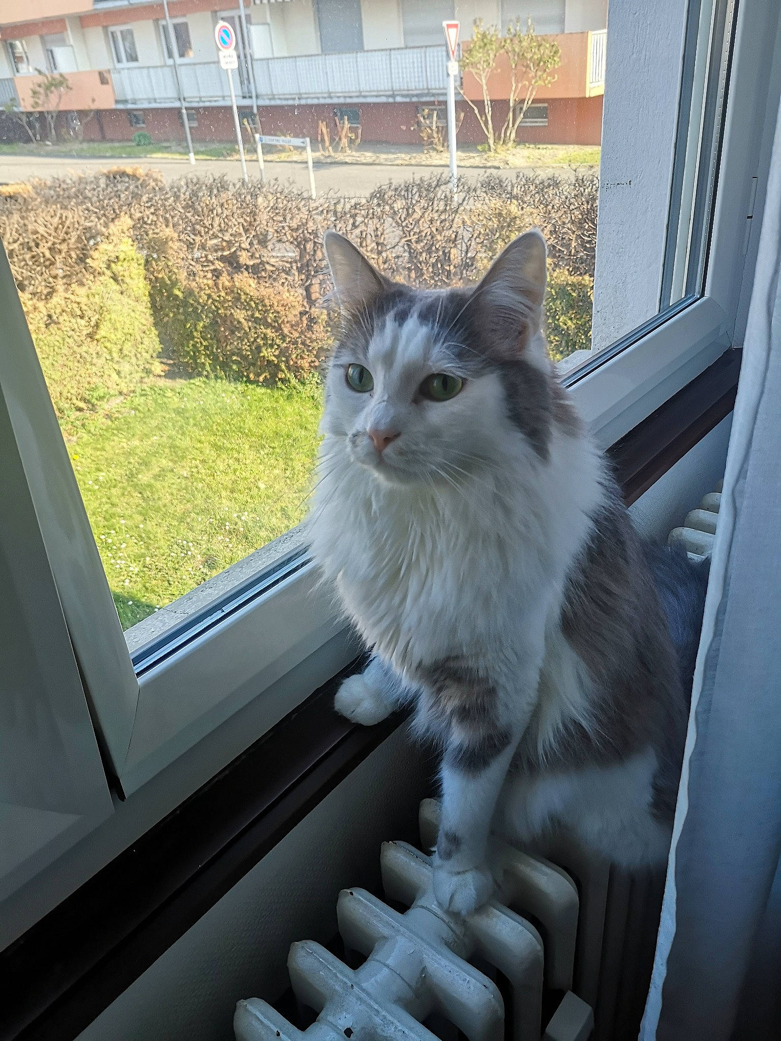 Osiris a rejoint le concours — aidez-le/la à gagner de superbes lots ! aegean_cat, british_semi_longhair, carnivore, cat, domestic_long_haired_cat, domestic_short_haired_cat, european_shorthair, felidae, fur, kitten, mammal, norwegian_forest_cat, polydactyl_cat, siberian, small_to_medium_sized_cats, tabby_cat, turkish_angora, turkish_van, whiskers, window