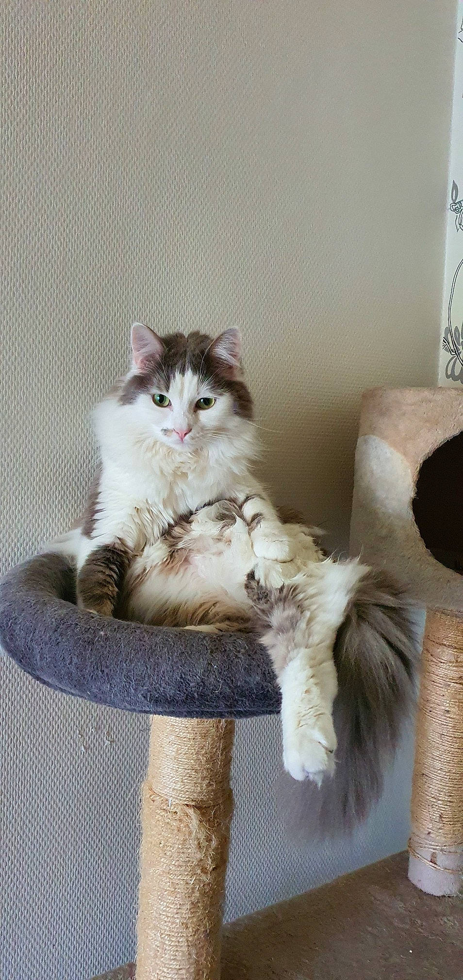 Osiris participe au concours pour gagner de l'argent avec cette photo : aegean_cat, american_curl, asian_semi_longhair, british_longhair, british_semi_longhair, carnivore, cat, domestic_long_haired_cat, felidae, kitten, maine_coon, mammal, norwegian_forest_cat, polydactyl_cat, ragamuffin, ragdoll, siberian, small_to_medium_sized_cats, vertebrate, whiskers