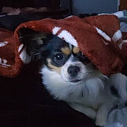 Rosie joined the competition — help win amazing prizes! dog, blanket, cute, indoor, pet, chihuahua, fur, face, eyes, cozy, resting, snug, animal, bed, comfort, small_dog, warm, expression, portrait, fur_pattern