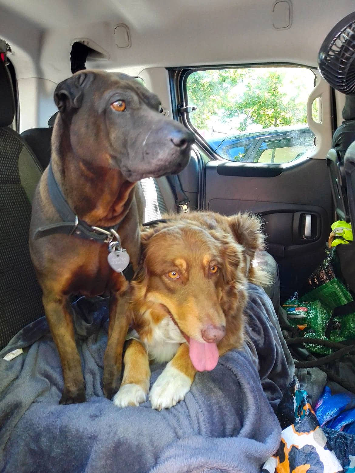 Kenza participe au concours pour gagner de l'argent avec cette photo : car_seat, car_seat_cover, carnivore, collar, companion_dog, dog, dog_breed, dog_collar, fawn, gun_dog, liver, mammal, motor_vehicle, snout, spaniel, sporting_group, vehicle, vehicle_door, vertebrate, working_animal