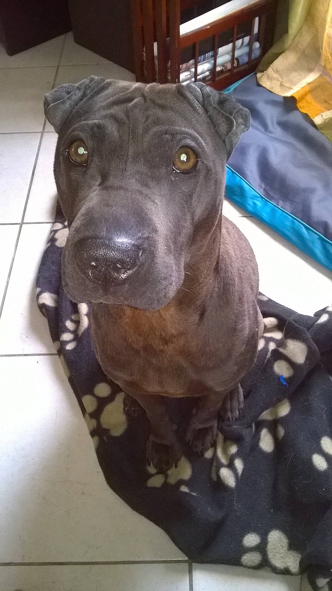 Kenza participe au concours pour gagner de l'argent avec cette photo : borador, canidae, carnivore, collar, companion_dog, dog, dog_breed, dog_collar, fawn, fur, guard_dog, hat, liver, non_sporting_group, pet_supply, snout, sporting_group, toy_dog, whiskers, working_animal