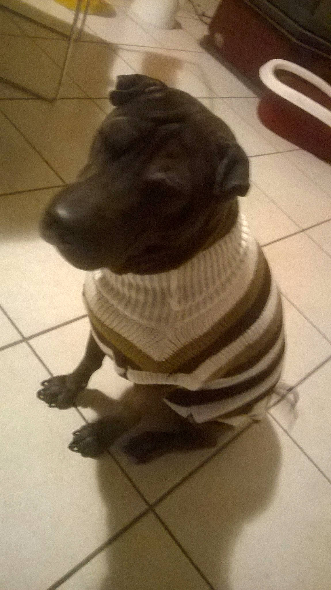 Kenza a rejoint le concours — aidez-le/la à gagner de superbes lots ! art, canidae, carnivore, companion_dog, dog, dog_breed, fawn, floor, flooring, fur, guard_dog, liver, pet_supply, snout, sporting_group, tail, terrestrial_animal, tile_flooring, whiskers, working_animal