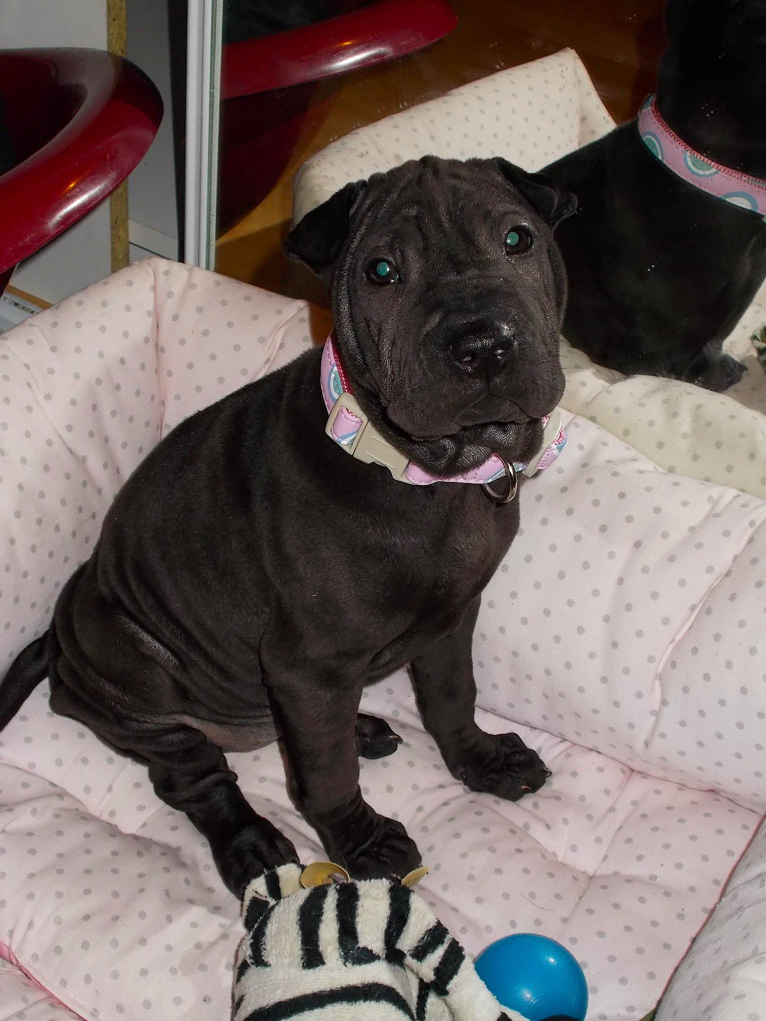 Kenza a rejoint le concours — aidez-le/la à gagner de superbes lots ! borador, carnivore, collar, comfort, companion_dog, dog, dog_breed, dog_collar, dog_supply, fawn, fur, guard_dog, leash, liver, pet_supply, snout, sporting_group, tail, whiskers, working_animal