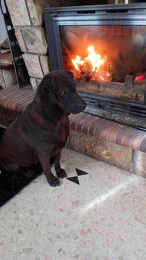 Kenza participe au concours pour gagner de l'argent avec cette photo : carnivore, companion_dog, dog, dog_breed, dog_collar, door, fawn, fire, fireplace, flame, flooring, gas, heat, liver, metal, sporting_group, tail, wood, wood_burning_stove, working_animal