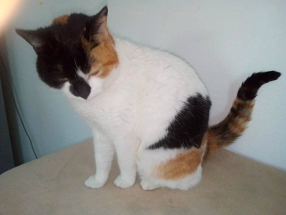 Cahuette a rejoint le concours — aidez-le/la à gagner de superbes lots ! carnivore, cat, domestic_short_haired_cat, felidae, flooring, foot, fur, hardwood, paw, small_to_medium_sized_cats, tail, terrestrial_animal, whiskers, wood