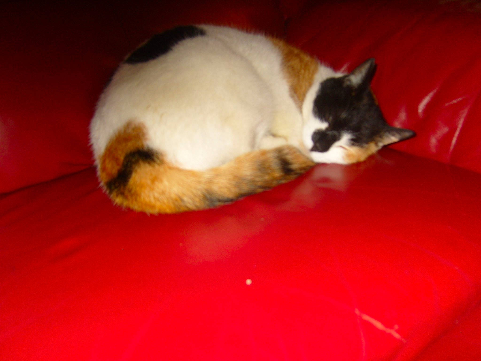 Cahuette a rejoint le concours — aidez-le/la à gagner de superbes lots ! carnivore, carpet, cat, cat_supply, comfort, dog_breed, domestic_short_haired_cat, fawn, felidae, floor, flooring, foot, fur, hardwood, paw, small_to_medium_sized_cats, snout, tail, whiskers, wood