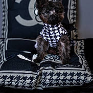 Paige Lanier is registered to the contest to win money with this photo: accessory, animal, black_and_white, black_dog, cushion, cute, decor, dog, fabric, fluffy, fur, home, houndstooth_pattern, indoor, looking_away, pet_fashion, portrait, seated, small_dog, stylish