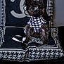 accessory, animal, black_and_white, black_dog, cushion, cute, decor, dog, fabric, fluffy, fur, home, houndstooth_pattern, indoor, looking_away, pet_fashion, portrait, seated, small_dog, stylish