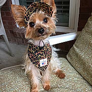 Little Rascal joined the competition — help win amazing prizes! badge, bandana, brick_wall, chair, cushion, dog, fluffy, funny, headband, i_voted, leopard_print, outdoor, outfit, patio, pet, portrait, seated, small_dog, window, yorkshire_terrier