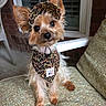 badge, bandana, brick_wall, chair, cushion, dog, fluffy, funny, headband, i_voted, leopard_print, outdoor, outfit, patio, pet, portrait, seated, small_dog, window, yorkshire_terrier